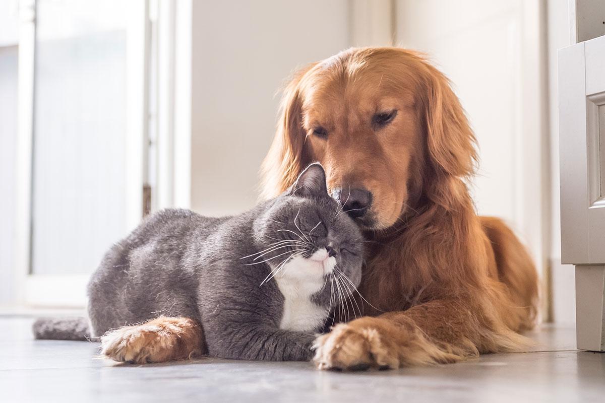 perro y gato