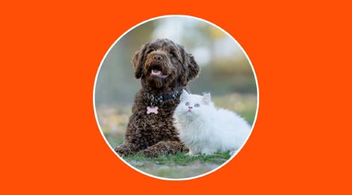 Alarmas con tecnología antimascotas: seguridad sin sustos innecesarios Alarmas con tecnología antimascotas: seguridad sin sustos innecesarios