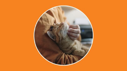 Mascotas: ¿qué hacer en caso de pérdida o robo? Mascotas: ¿qué hacer en caso de pérdida o robo?