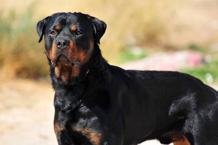Rottweiler Rottweiler