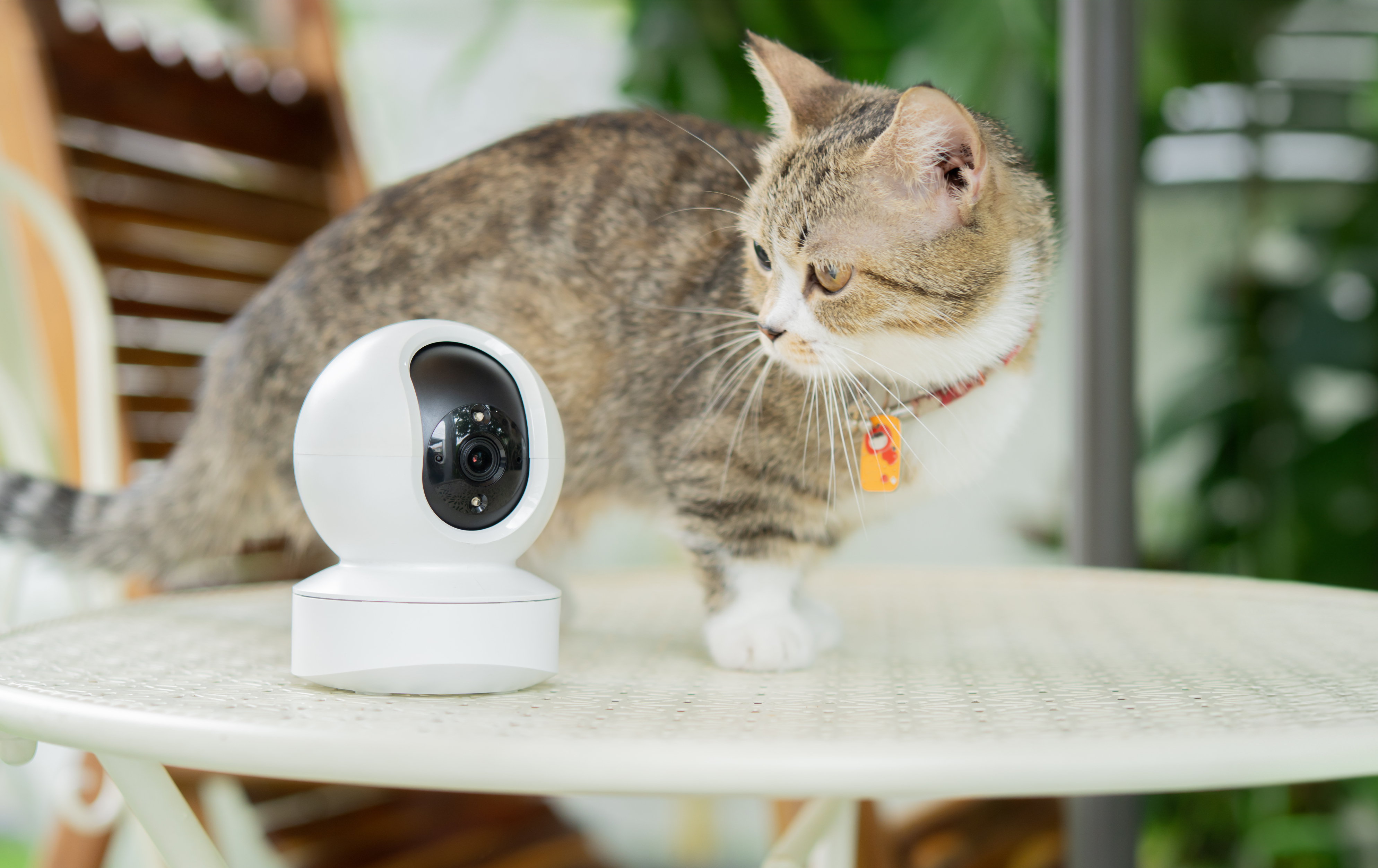 Alarmas con tecnología antimascotas: seguridad sin sustos innecesarios