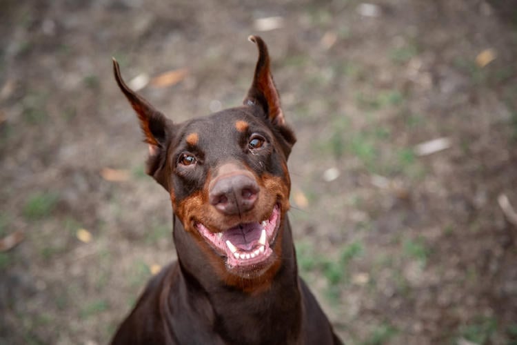 doberman doberman