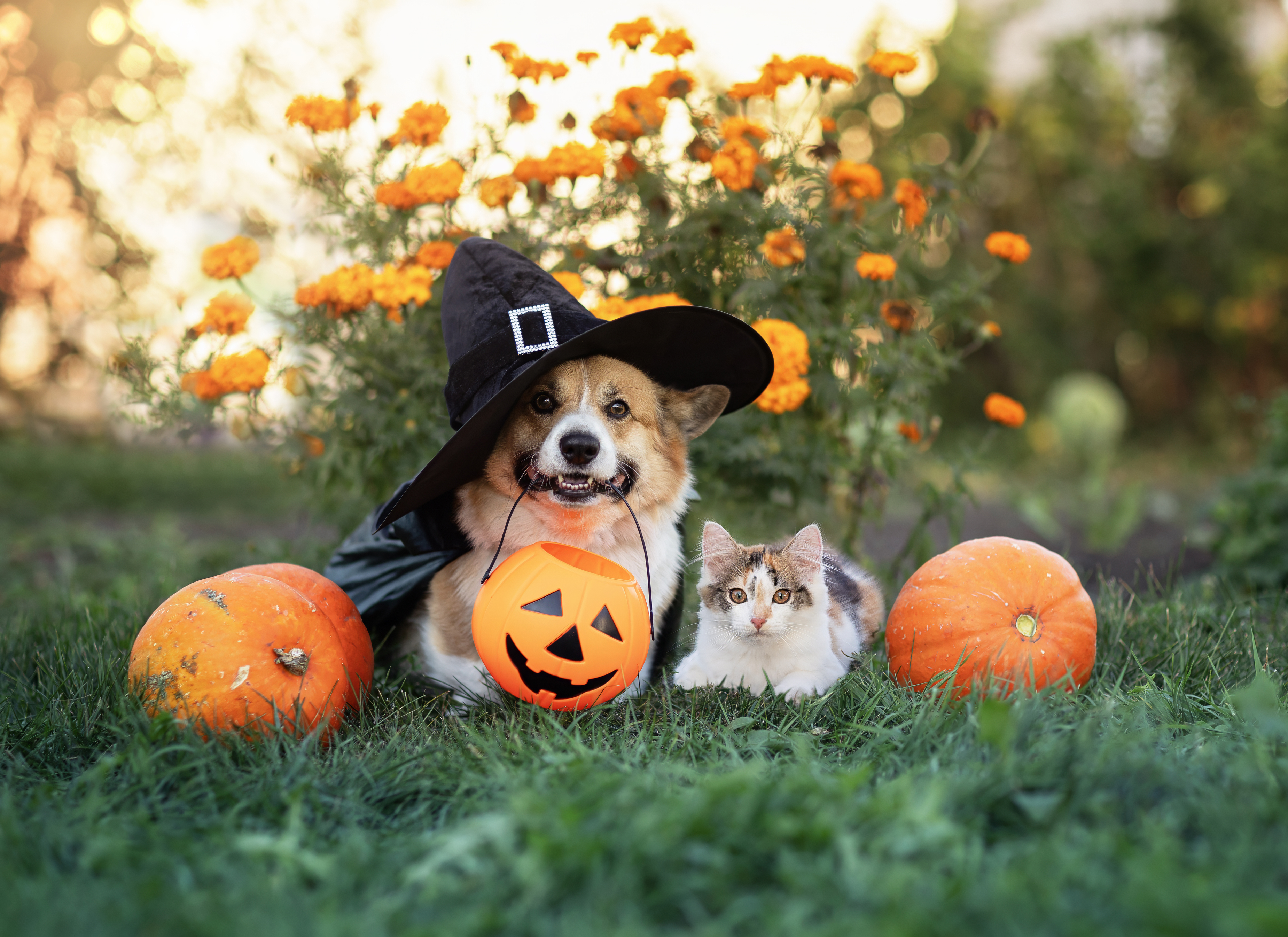 Consejos de seguridad para una noche de Halloween sin sustos