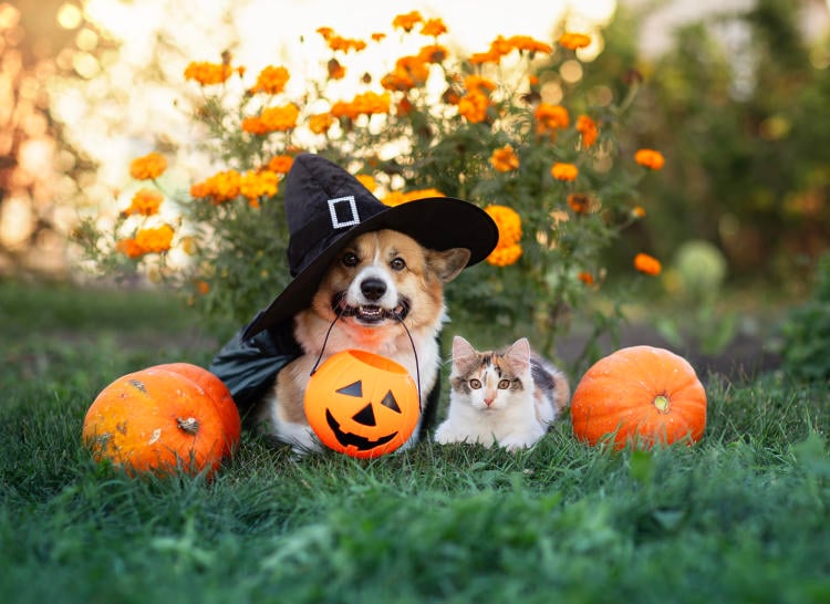 Consejos de seguridad para una noche de Halloween sin sustos Consejos de seguridad para una noche de Halloween sin sustos