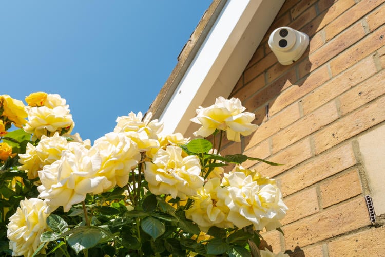 Jardines y exteriores más seguros: iluminación, cámaras y barreras naturales Jardines y exteriores más seguros: iluminación, cámaras y barreras naturales