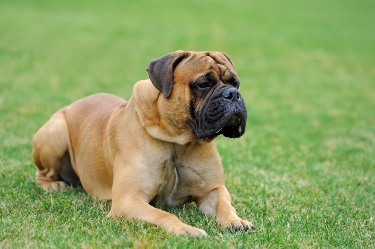 Bullmastiff Bullmastiff